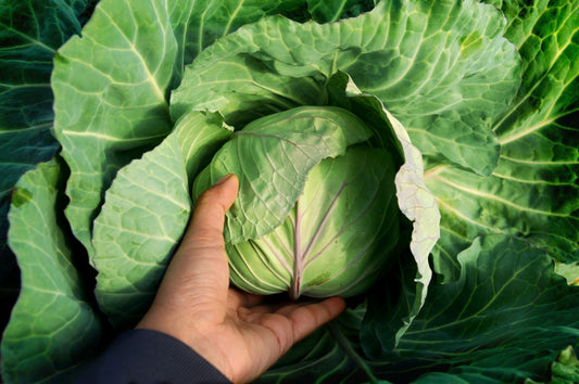 Manuka Honey and Cabbage Juice for Digestive Health: A Powerful Natural Remedy