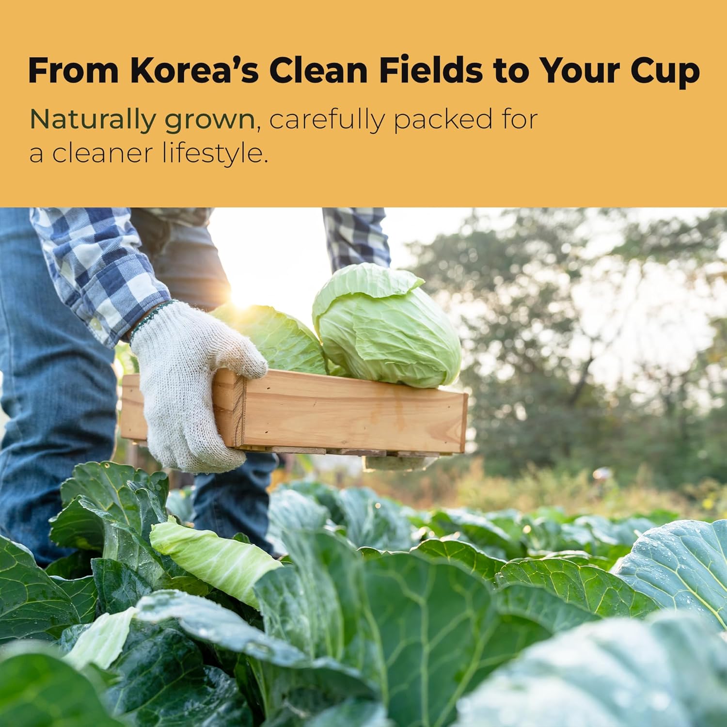 Korean Cabbage Juice Non-Pesticide with Honey & Manuka Honey / 양배추 즙 30포 (무농약)