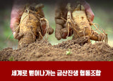 Load image into Gallery viewer, Korean Red Ginseng Whole Root Good Grade 15Ji 300g